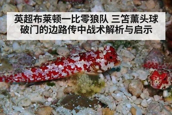 英超布莱顿一比零狼队 三笘薰头球破门的边路传中战术解析与启示